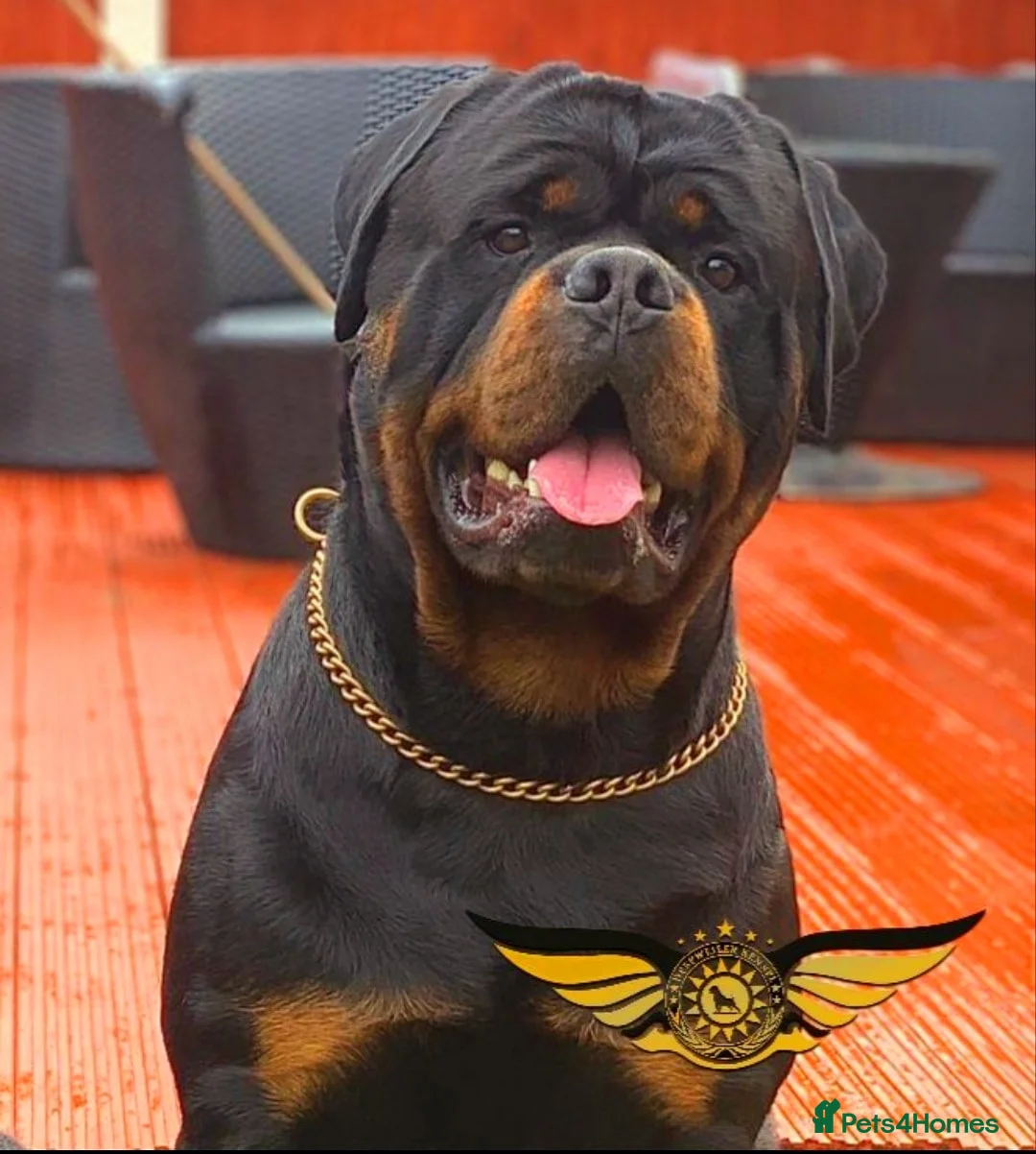 Rottweiler dogs for stud: Rottweiler import Stud (BIG DADDY BRUNO) in Liverpool - Advert 3