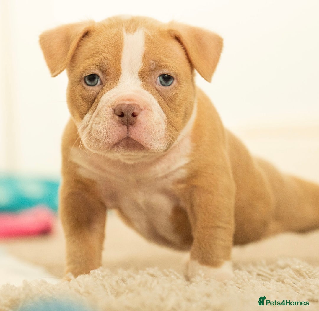 American Bully dogs for sale: Extraordinary Pocket Bully pups - Advert 17
