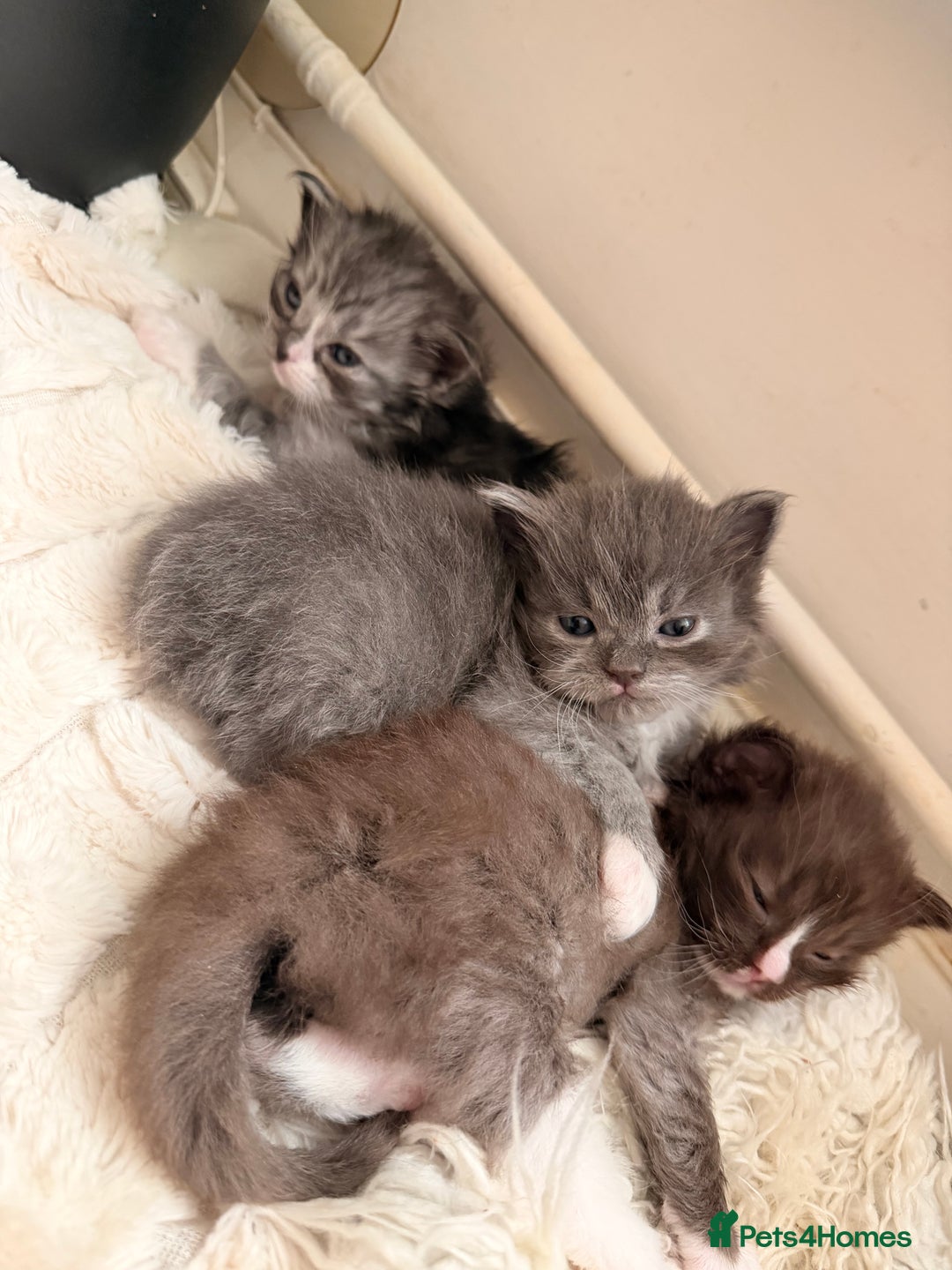 Ragdoll cats for sale: Beautiful Persia dolls  - Advert 2