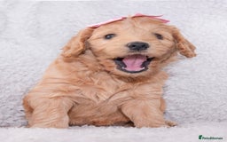 Goldendoodle dogs for sale: Beautiful Goldendoodle girl ready now!! - Image 1