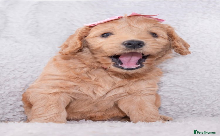 Goldendoodle dogs - Advert 1