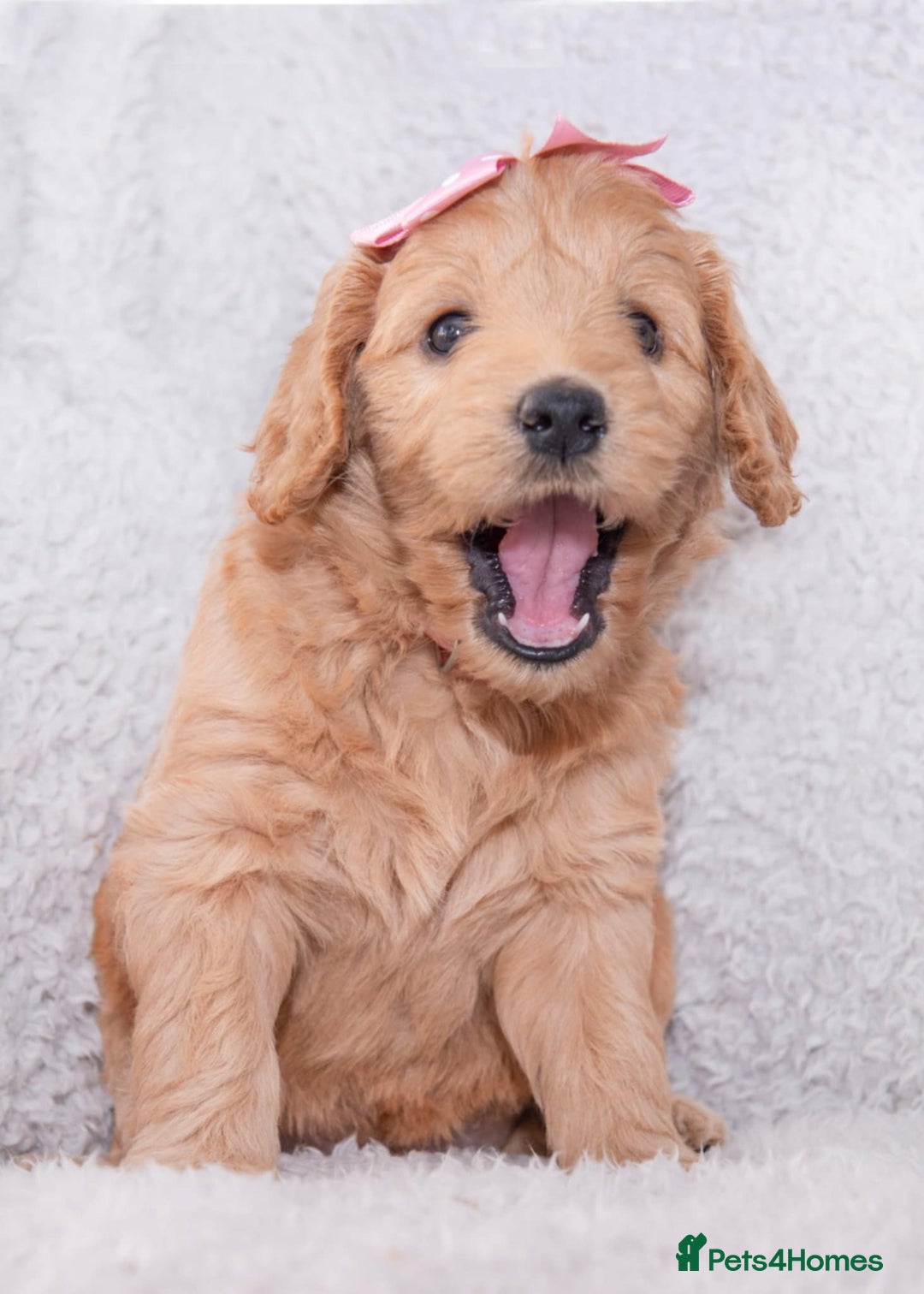Goldendoodle dogs for sale: Beautiful Goldendoodle girl ready now!! - Image 1