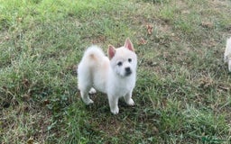 Chow Chow dogs for sale: Exotic colour chowsky puppies for sale  - Image 14