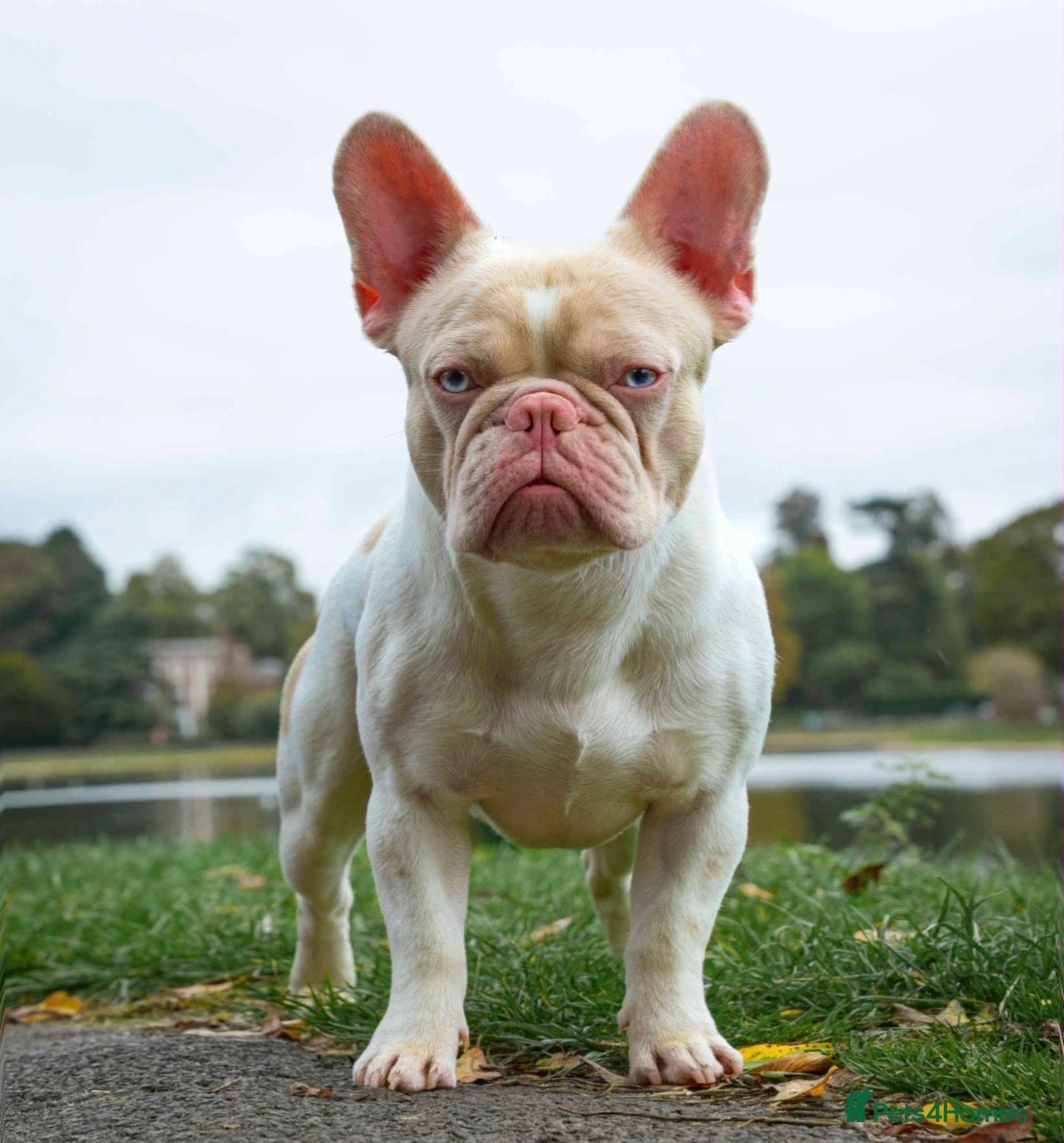 French Bulldog dogs Caramel Pink piebald French bulldog  - Advert 1