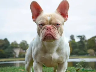 French Bulldog dogs Caramel Pink piebald French bulldog - Advert 4