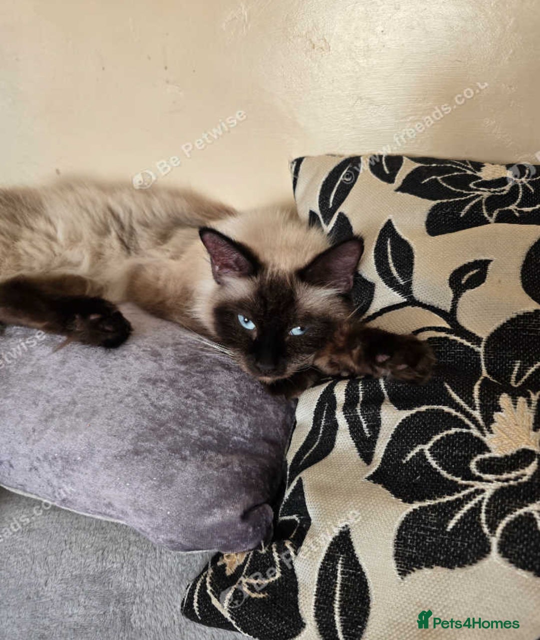 Ragdoll cats for sale: Beautiful Ragdoll kittens  - Image 6