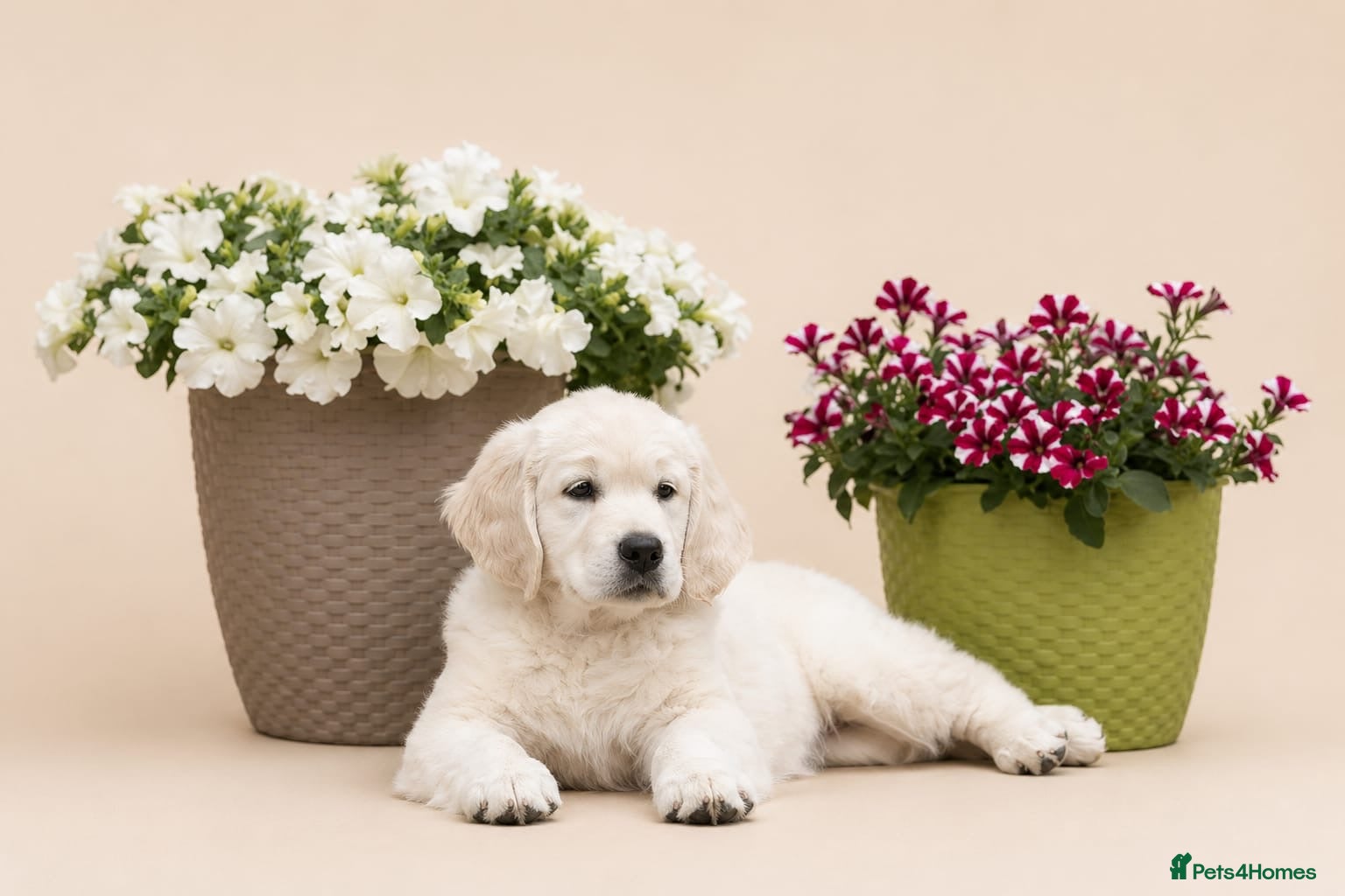 Golden Retriever dogs Golden retriever puppies - Advert 2