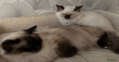 Ragdoll cats - Advert 11