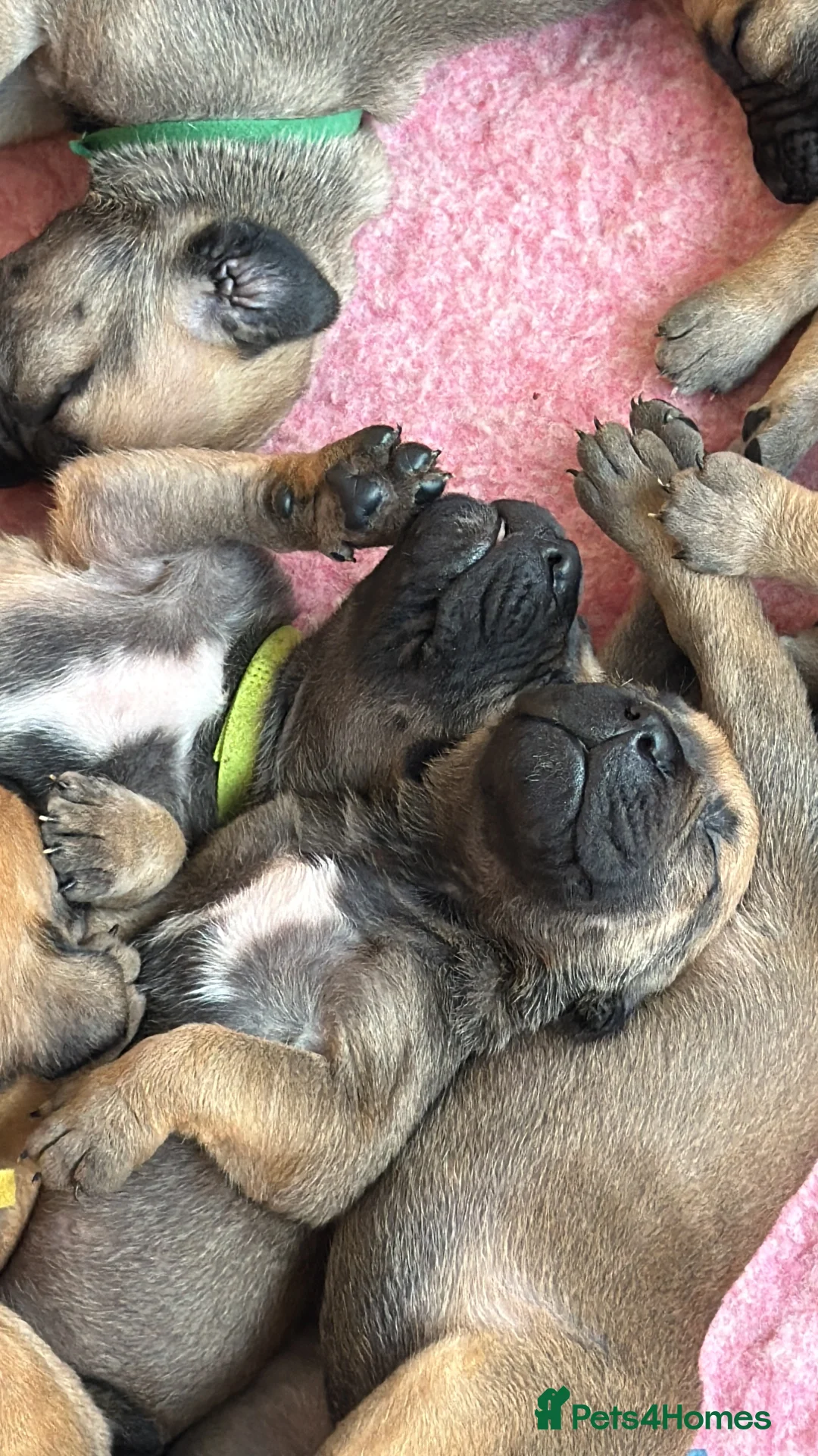Boerboel dogs for sale: Boerboel puppies - Advert 18