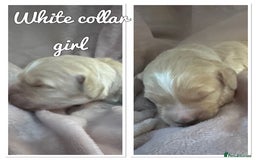 Mini Goldendoodle dogs for sale: Stunning F1 Mini Goldendoodles  - Image 3