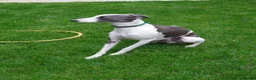 Whippet dogs for stud: Full cream kc and blue white parti kc for stud in Crook - Advert 12