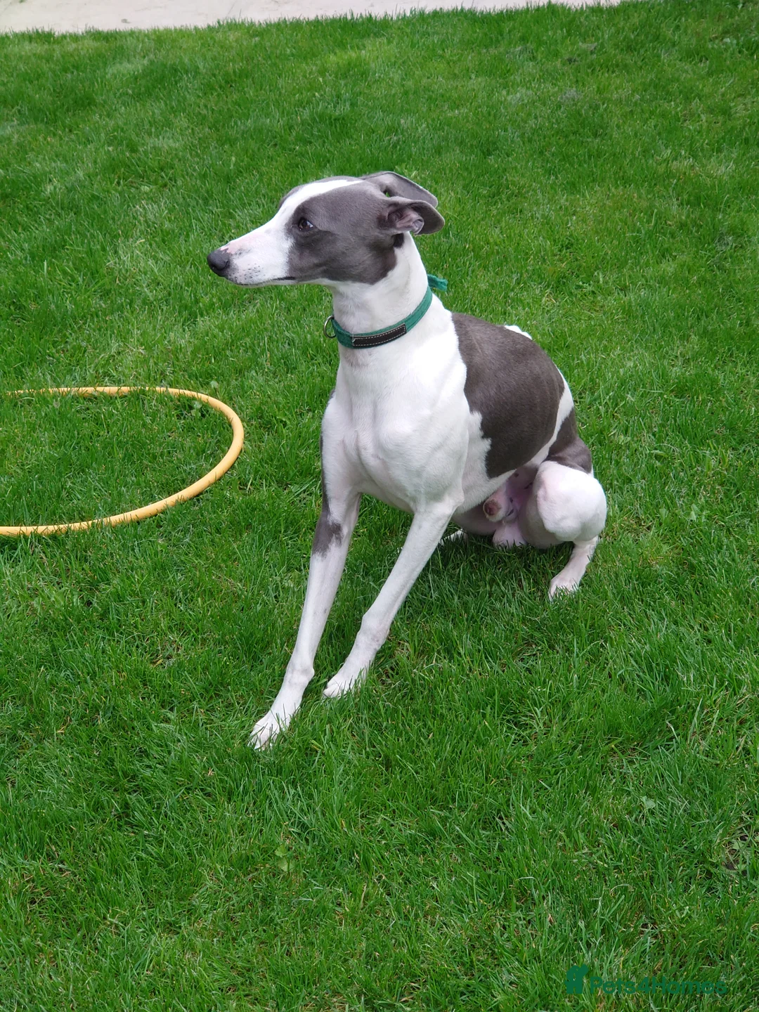 Whippet dogs for stud: Full cream kc and blue white parti kc for stud in Crook - Advert 12
