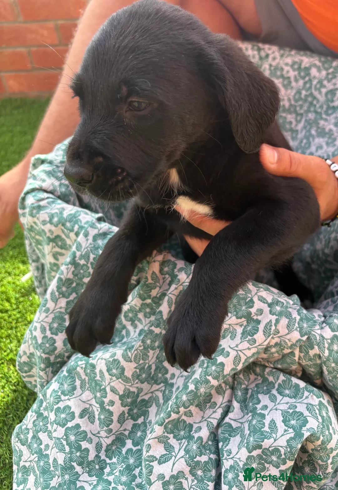 Mixed Breed dogs for sale: Beautiful Labrador x Bernedoodle Puppies 🐾 - Advert 2