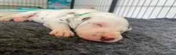 Dalmatian dogs for sale: Exceptional KC Liver Spotted Dalmatian Puppies - Advert 7