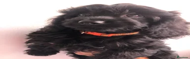 Cavapoo 3 Orange colour