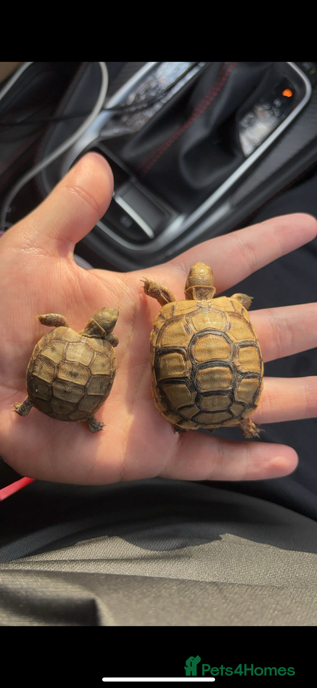 Tortoise reptiles for sale: Tortoises - Advert 3