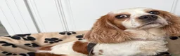 Mixed Breed dogs for sale: Beautiful Jackaliers - Advert 1