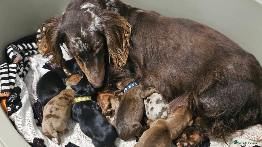 Dachshund dogs for sale: KC Standard Dachshund puppies ! - Advert 2