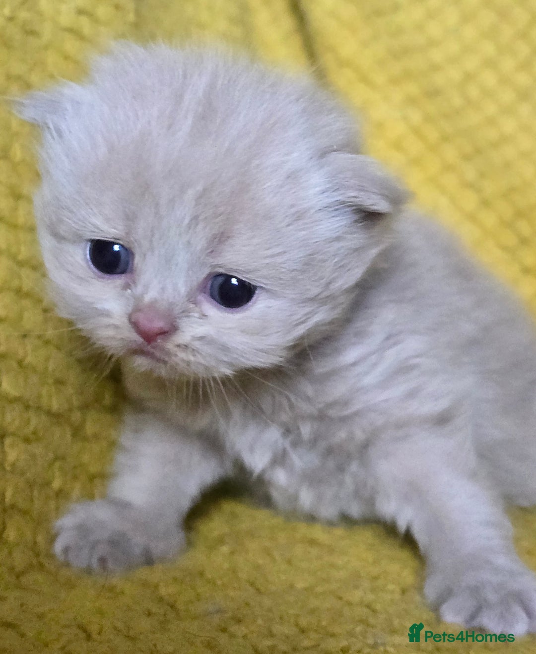 British Shorthair cats for sale: 1 BOY LEFT TICA reg BSH and BLH kittens - Advert 27