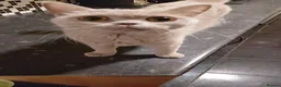 British Shorthair cats for sale: British shorthair kittens - Advert 6