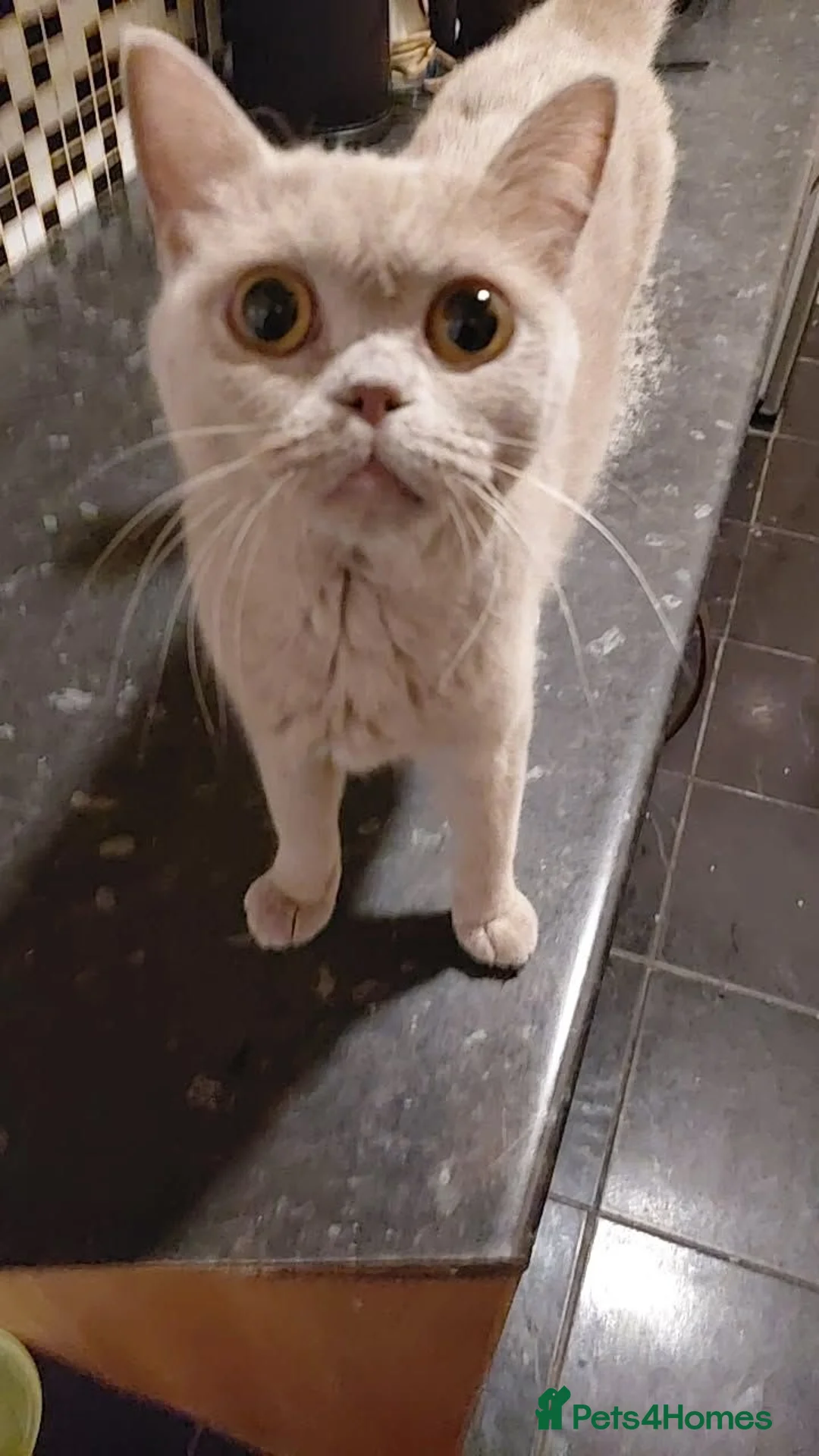 British Shorthair cats for sale: British shorthair kittens - Advert 6