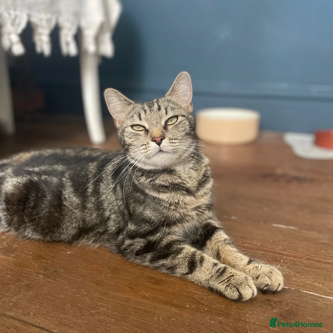 Domestic Shorthair cats for adoption: Pixie, friendly 1 year old girl  - Advert 2