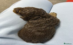 Toy Poodle dogs for sale: Toy poodle girls and boy - Image 18