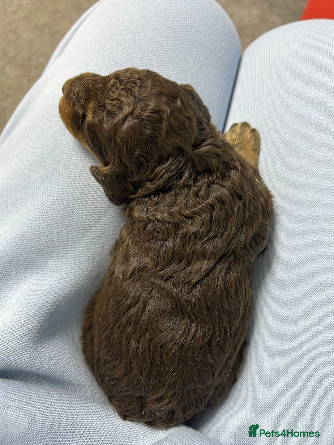 Toy Poodle dogs for sale: Toy poodle girls and boy - Image 18