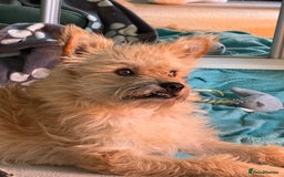 Mixed Breed dogs for sale: Milo is a rescue  - Advert 2