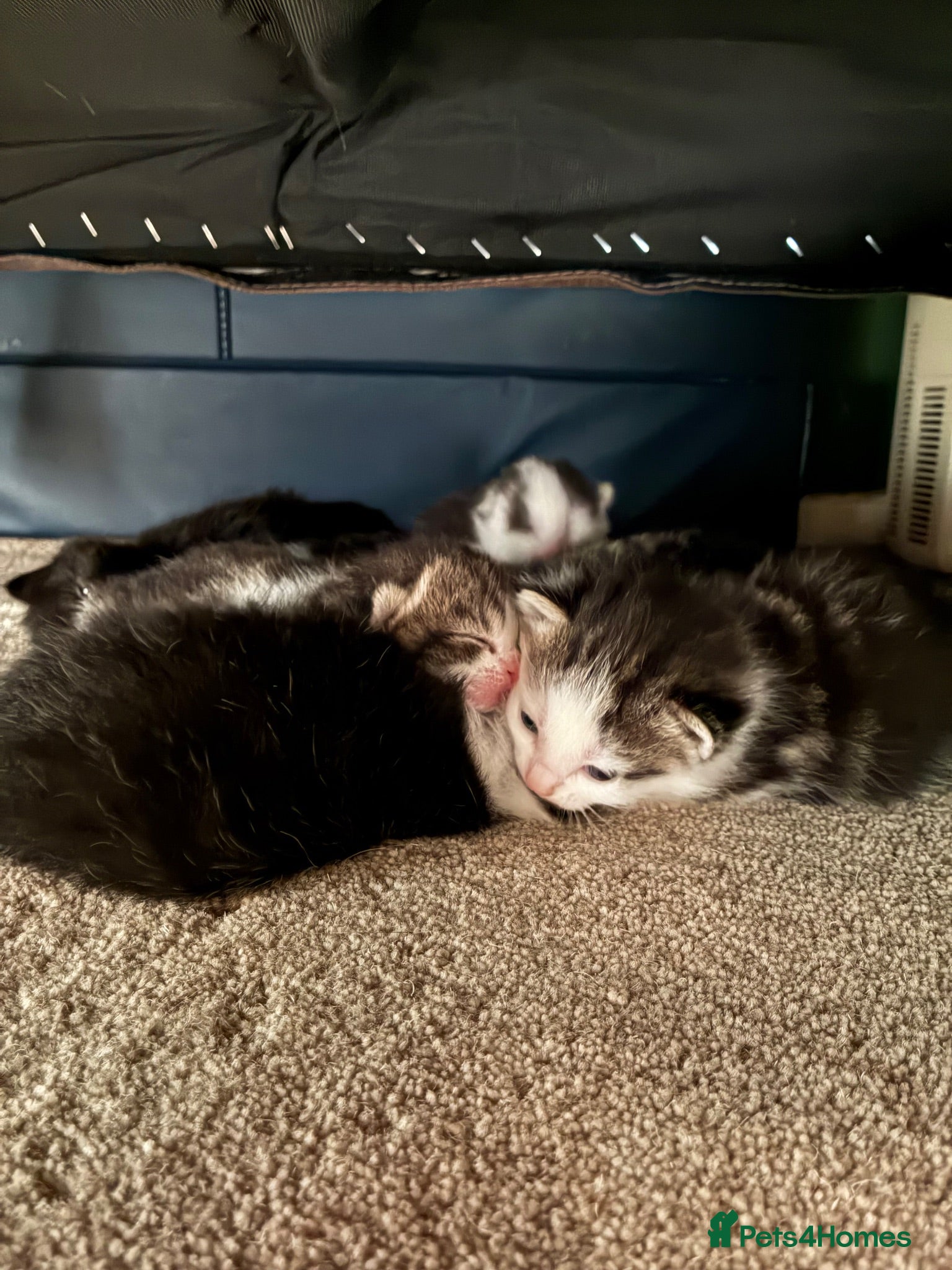 Domestic Shorthair cats Multiple litters  - Advert 24