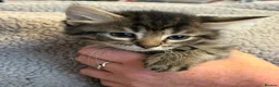 Mixed Breed cats for sale: Beautiful kittens looking for homes - Advert 9