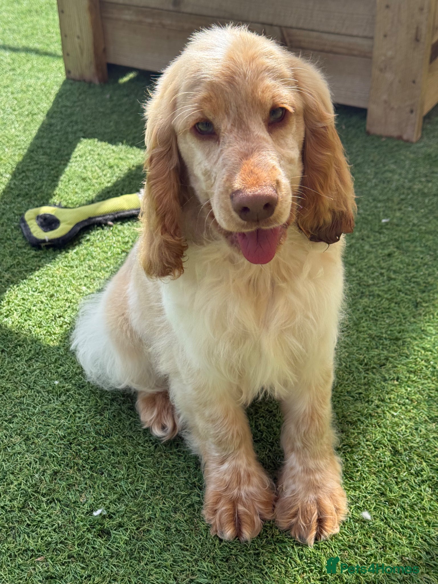 Cocker Spaniel dogs Stunning Show Cocker Spaniel Boy  ready now  - Advert 8