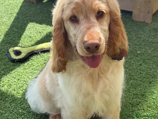Cocker Spaniel dogs Stunning Show Cocker Spaniel Boy ready now - Advert 10