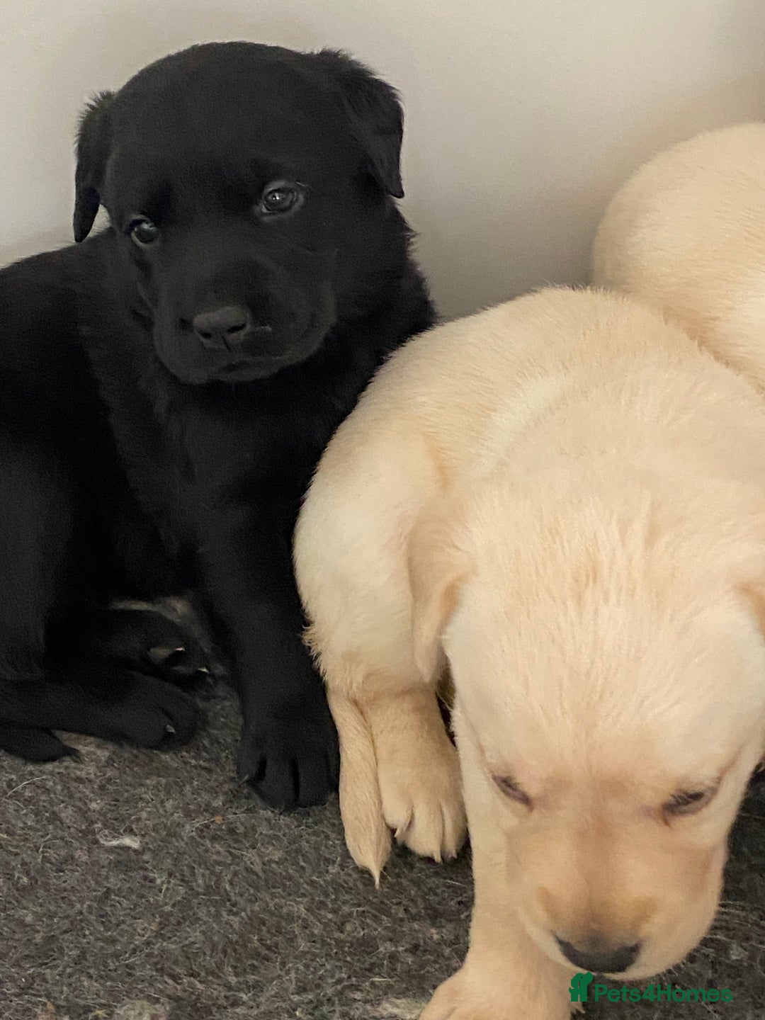 Labrador Retriever dogs for sale: Yellow and Black Labrador puppies  - Image 12