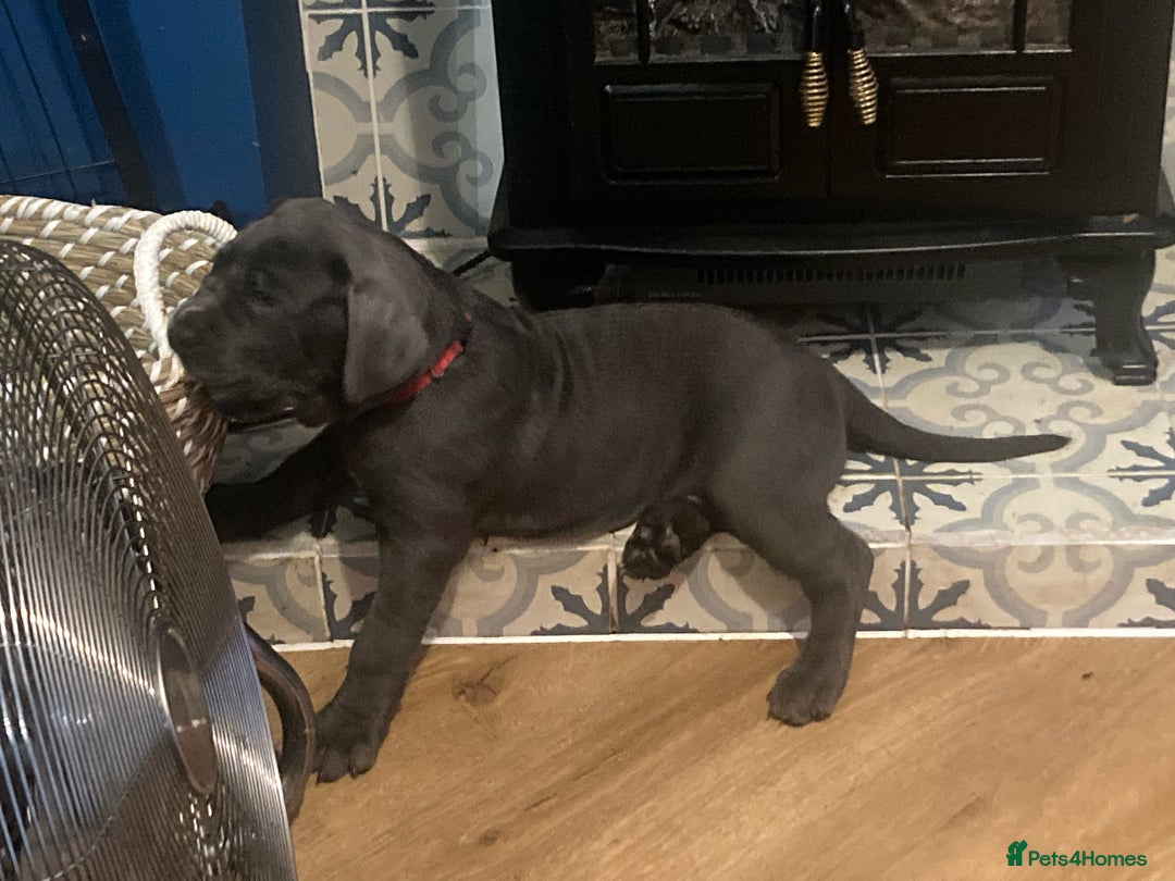 Cane Corso dogs for sale: cane corso puppies  - Image 23