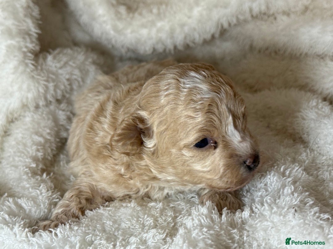 Maltipoo dogs for sale: F1 Maltipoo Boy  - Image 9