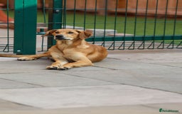 Mixed Breed dogs for adoption: Soft sweet Sophia - Image 13
