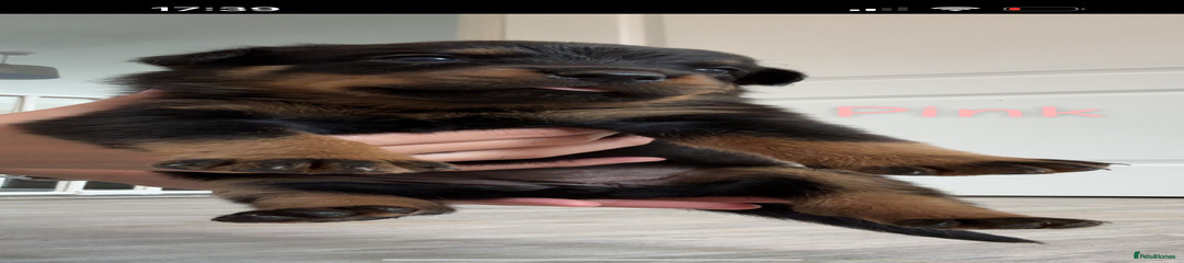 Rottweiler Puppy 5(pink)