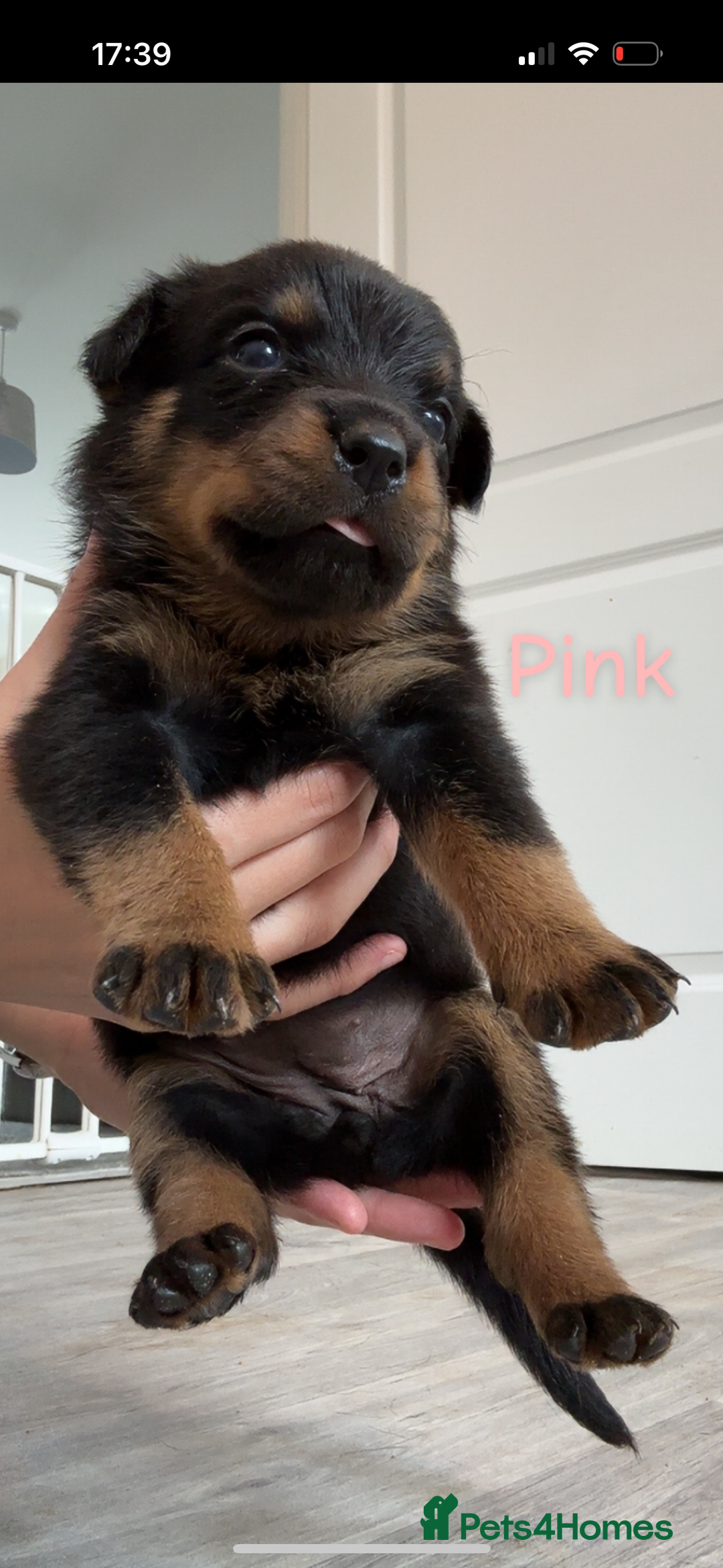 Rottweiler dogs for sale: Last two left!! Rottweiler puppies - Image 3