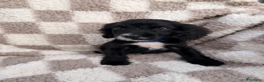 Cocker Spaniel 1