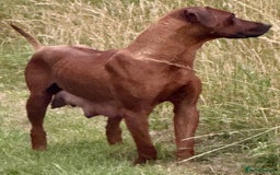 Rhodesian Ridgeback dogs for sale: Rhodesian Ridgeback Puppies KC reg - Image 4