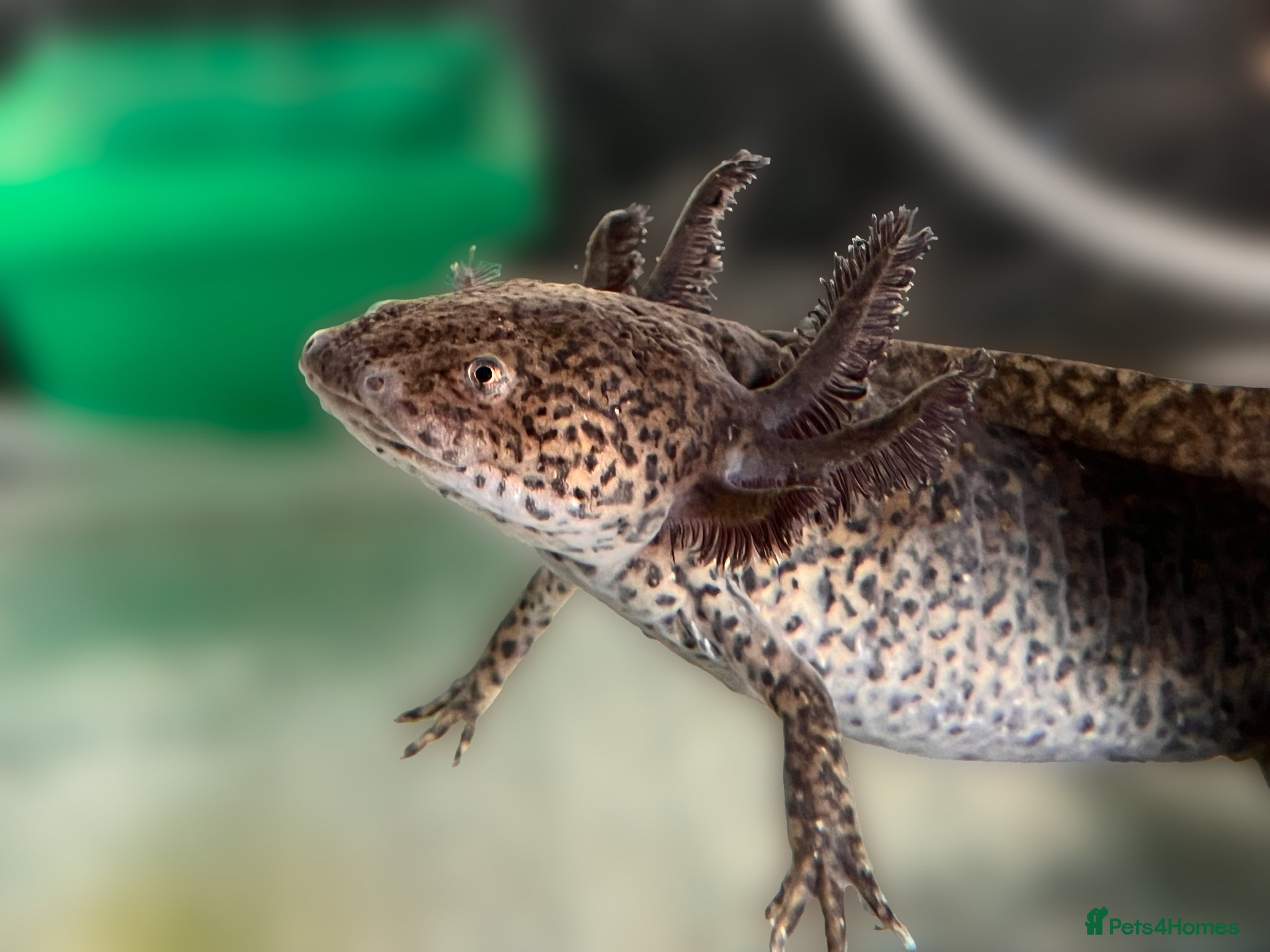 Axolotl reptiles Leucitic (6) and Wild Type (1) Axolotls Available  - Advert 2