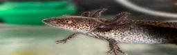 Axolotl reptiles for sale: Leucitic (7) and Wild Type (2) Axolotls Available  in Huntingdon - Advert 2