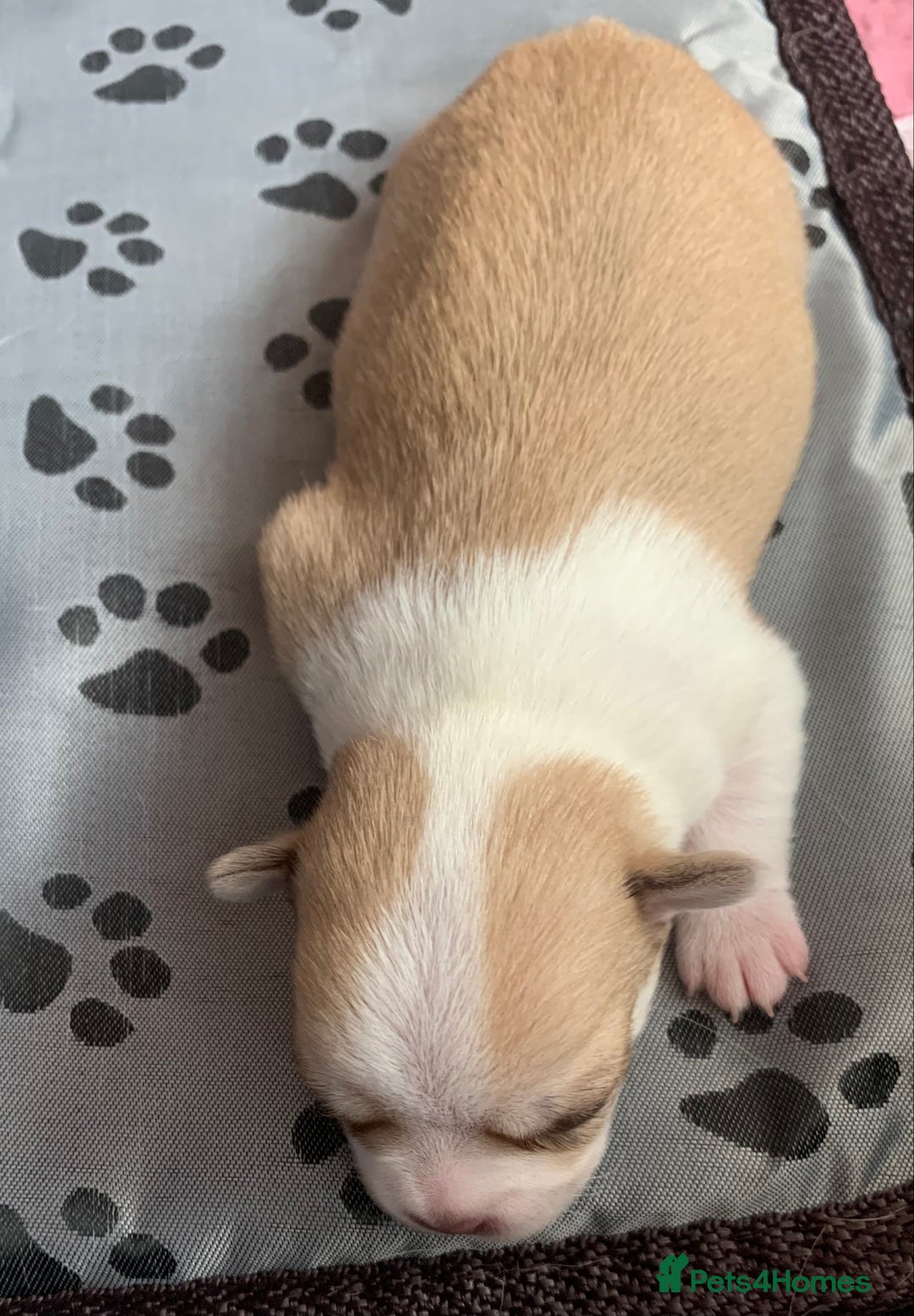 Chihuahua dogs for sale: Stunning Chocolate and white Smooth haired pups - Image 10