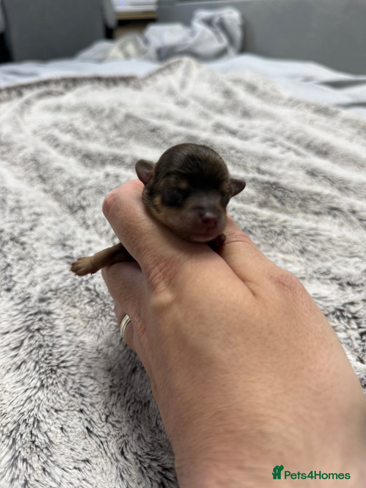 Chipoo dogs for sale: 💎 EXQUISITE TINY CHIPOO PUPPIES AVAILABLE 💎  - Advert 6
