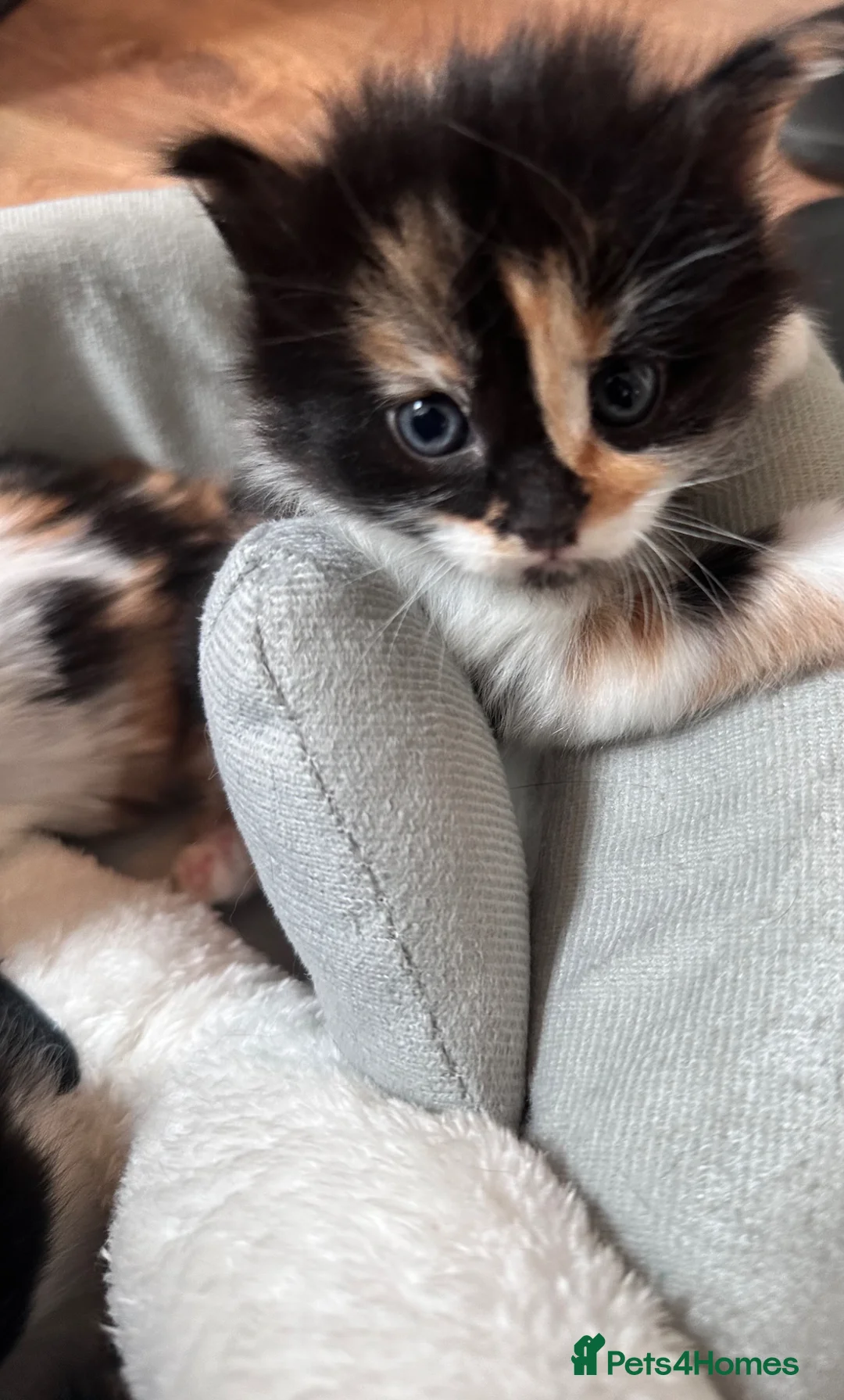 Mixed Breed cats for sale: Beautiful 8week old kittens  - Advert 35