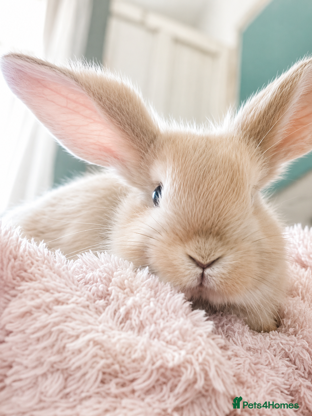 Mini Lop rabbits 🐰 ADORABLE MINI LOP BABY BUNNY FOR SALE 🐰 - Advert 9