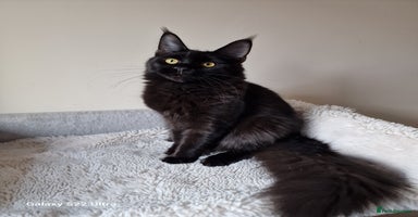 Maine Coon cats 🎀Females- MAINE COON🎀 - Advert 12