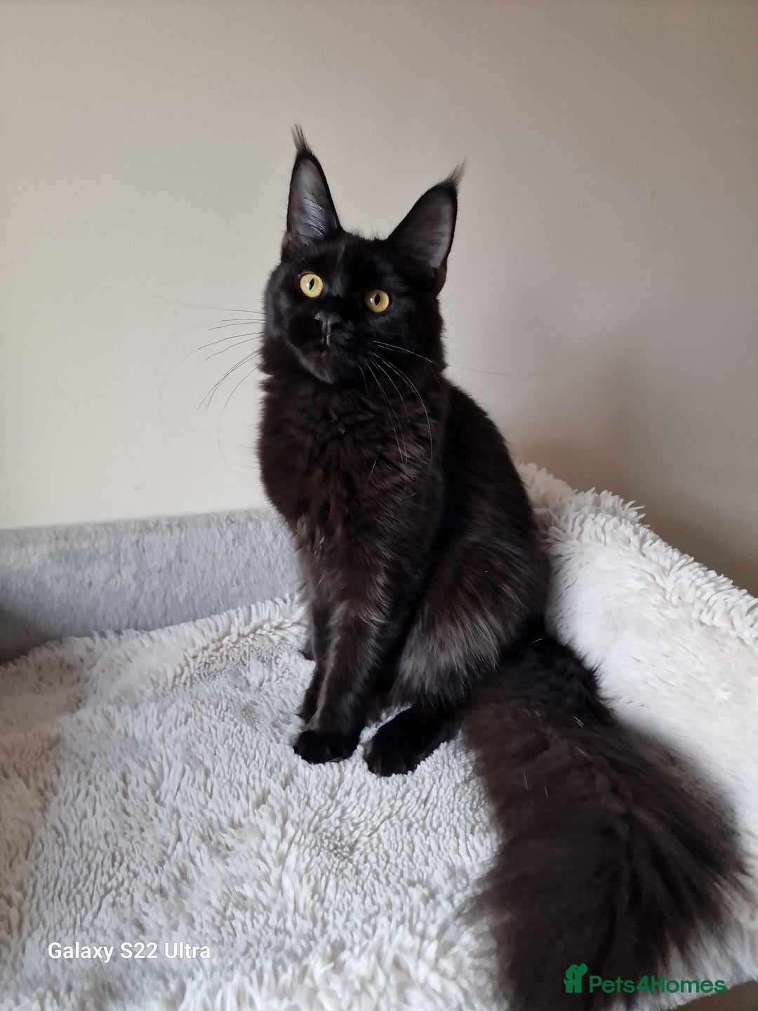 Maine Coon cats for sale: 🎀Females- MAINE COON🎀 - Advert 3