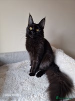 Maine Coon cats 🎀Females- MAINE COON🎀 - Advert 13